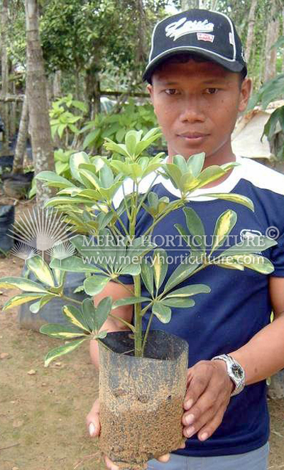 Scheffera aboricola Variegated